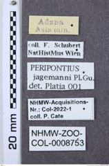 Etiketten zu Peripontius jagemanni (NHMW-ZOO-COL-0008753)